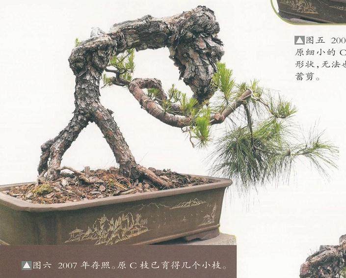 图解 我对松树盆景10年来的造型过程
