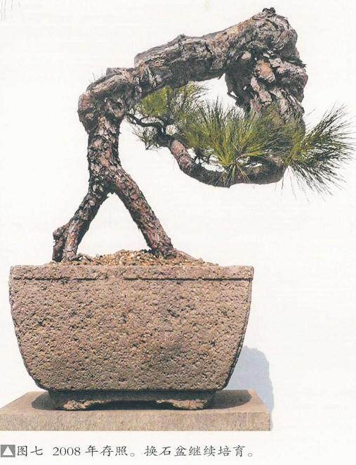 图解 我对松树盆景10年来的造型过程