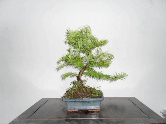 金钱松盆景的取材与培育