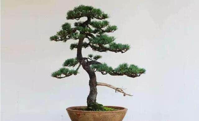 常见品种我国常见的五针松盆景有4种