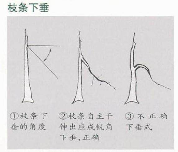 图解 五针松老桩盆景的取材与养护管理