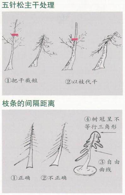 图解 五针松老桩盆景的取材与养护管理