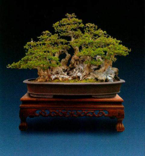 丛林式盆景的制作 从素材而言有两种形式