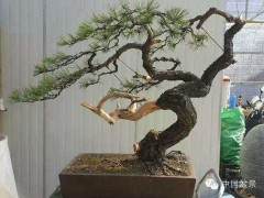 第二届中国盆景制作技师培训班在沭阳成功举办