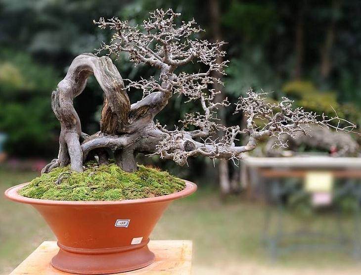 如何通过截干蓄枝让岭南盆景快速成型?