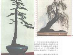 孤松垂柳 各有姿-赏罗群杰的柽柳盆景作品