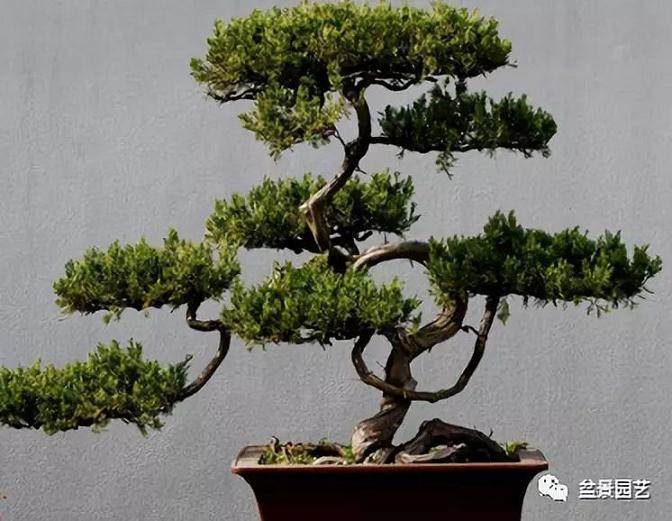 盆景造型的几种形式-主干篇