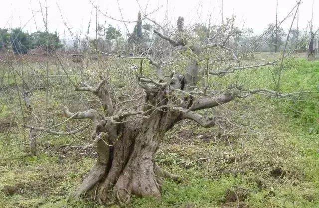 图解 对节白蜡盆景15年来怎么造型的过程
