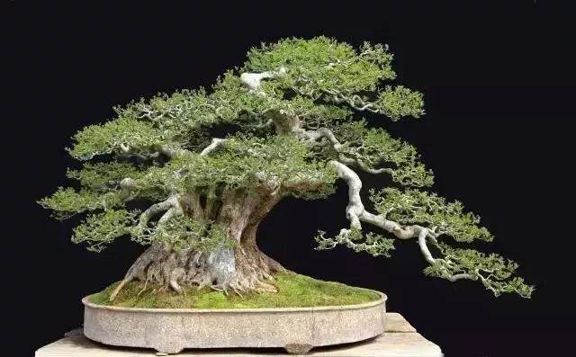 图解 对节白蜡盆景15年来怎么造型的过程