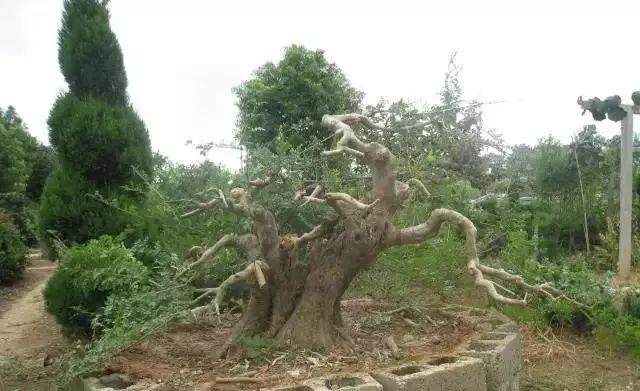 图解 对节白蜡盆景15年来怎么造型的过程