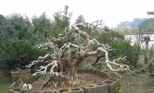 图解 对节白蜡盆景15年来怎么造型的过程