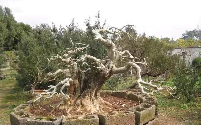 图解 对节白蜡盆景15年来怎么造型的过程