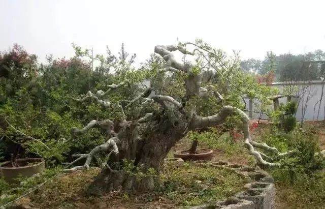 图解 对节白蜡盆景15年来怎么造型的过程