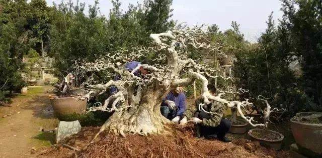 图解 对节白蜡盆景15年来怎么造型的过程