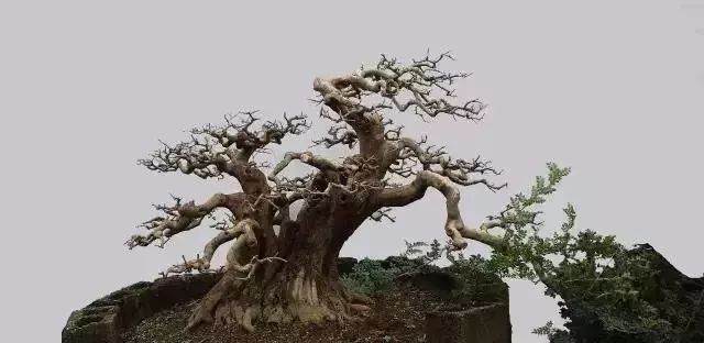 图解 对节白蜡盆景15年来怎么造型的过程