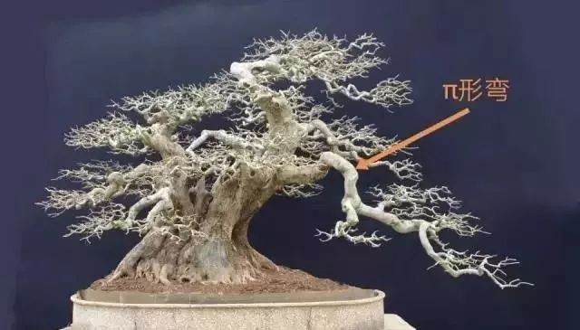 图解 对节白蜡盆景15年来怎么造型的过程