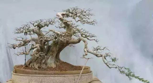 图解 对节白蜡盆景15年来怎么造型的过程