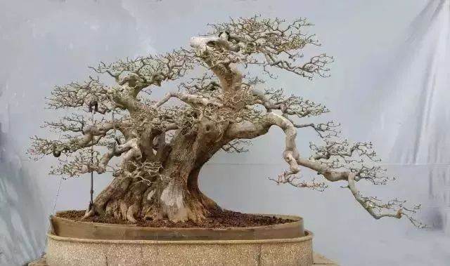 图解 对节白蜡盆景15年来怎么造型的过程