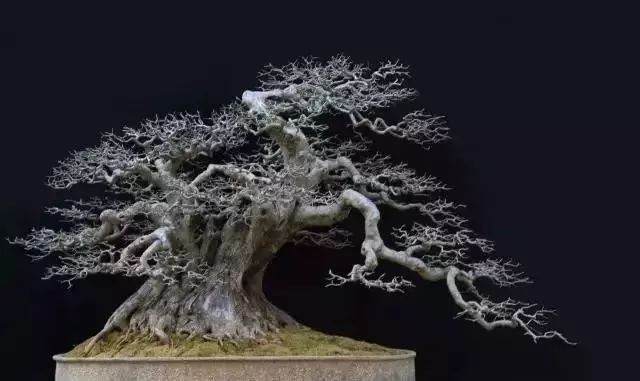 图解 对节白蜡盆景15年来怎么造型的过程