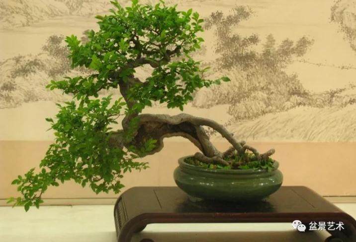 扬派盆景的制作狮式有5个要点