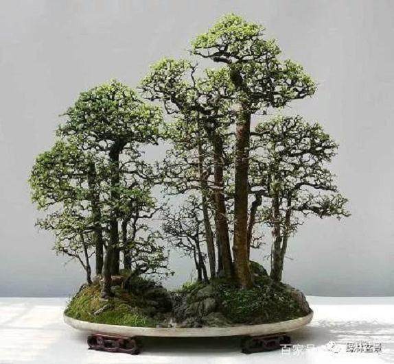  如何正确给树桩盆景施肥？