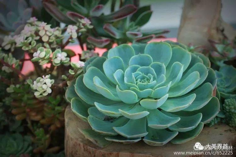 阜阳王店镇举办的阜阳市第一届盆景博览会展区