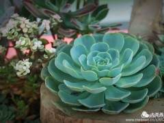 阜阳王店镇举办的阜阳市第一届盆景博览会展区