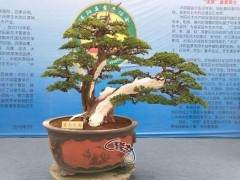 第六届沭阳全国精品展盆景总汇