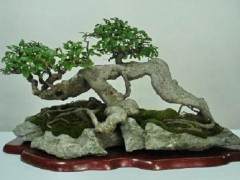 伍堡社区的盆景艺术家  陈汉农