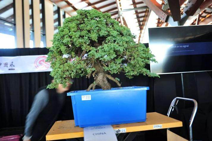 樊顺利现场示范盆景表演