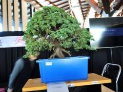 樊顺利现场示范盆景表演