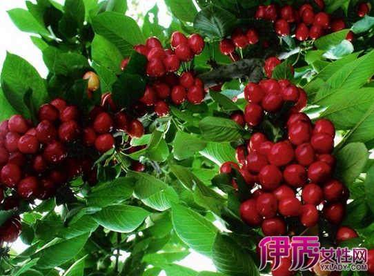 搭车樱桃节 盆景果树挺抢眼