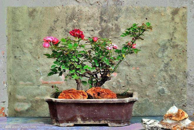 盆景月季石榴怎么繁殖栽培的3个