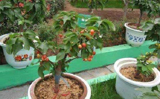 盆栽樱桃的整形修剪与上盆