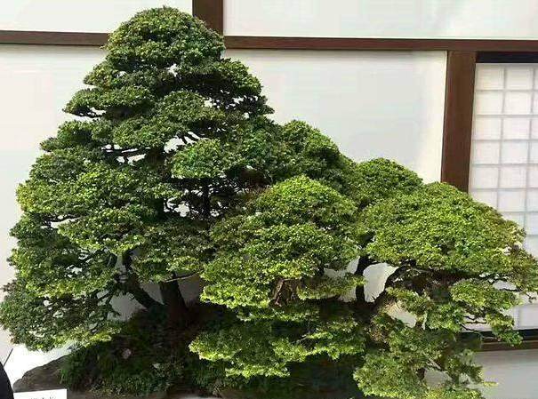 榉树盆景树的养护指南