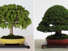 榉树盆景的抗虫害和无病虫害