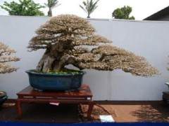 第八届亚太地区盆景赏石会议在京召开