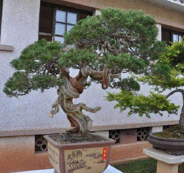 张夷逸品盆景观摩暨研讨会在江苏苏州举办