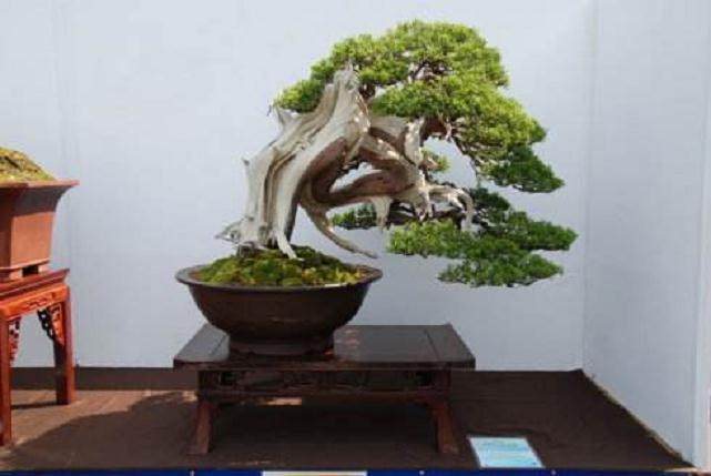盆景发展的方向与盆景著作权