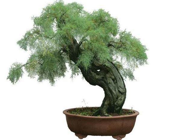 如何制作垂枝式柽柳盆景的造型?