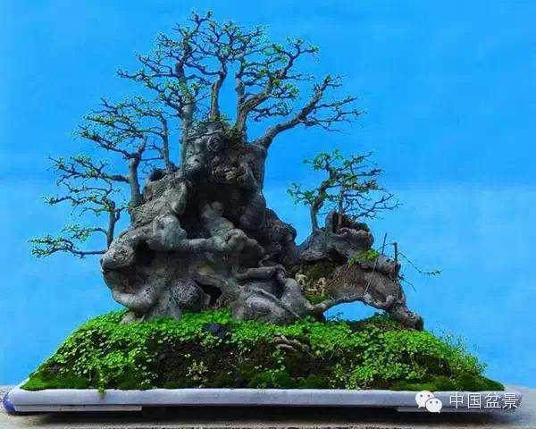 上海树桩盆景用粗扎细剪的方法制作