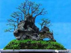 上海树桩盆景用粗扎细剪的方法制作