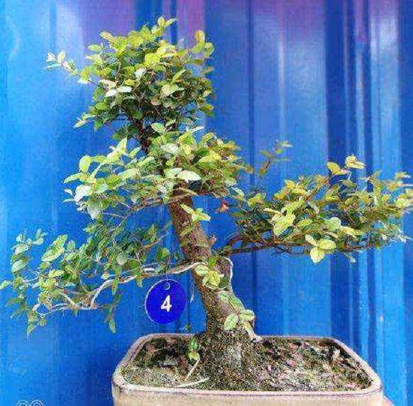 上海树桩盆景用粗扎细剪的方法制作