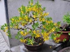 一盆成本2元多的药菜盆景 在花市都能卖8元