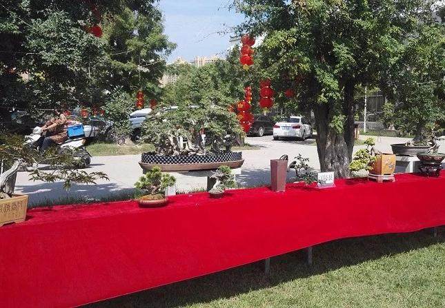 2018年 荆州花协的小规模盆景展