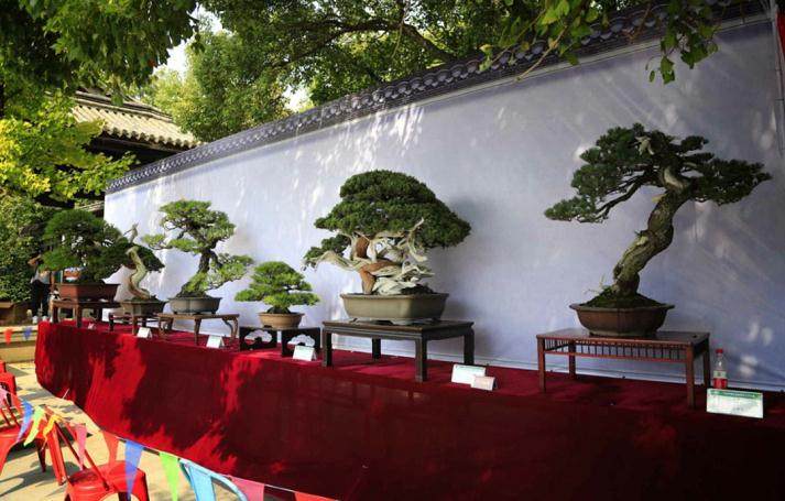 宁波市第五届盆景艺术文化展在寻芳公园内举行