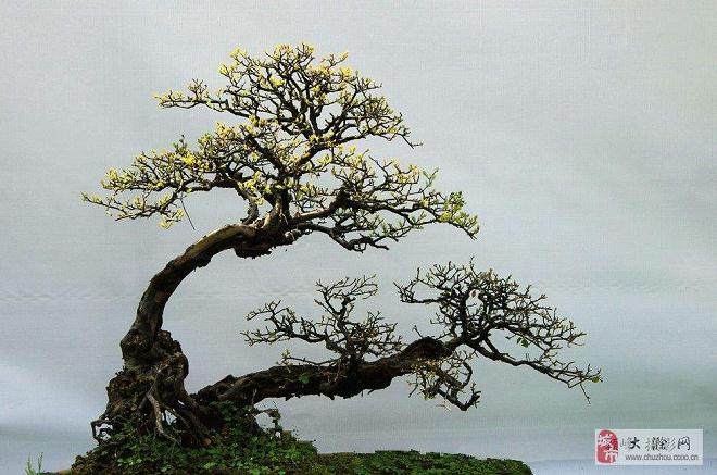 如何处理盆景枝条拿弯的位置?