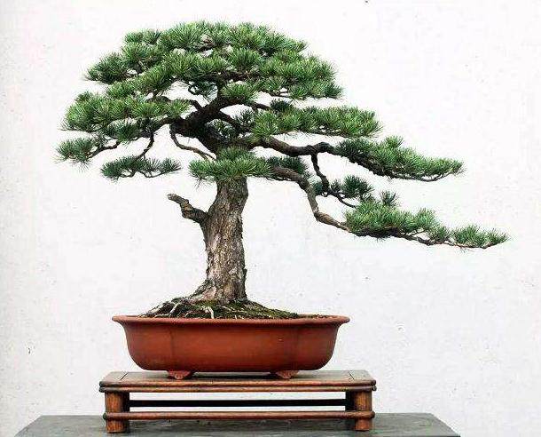 落叶盆景修整造型的最好时候