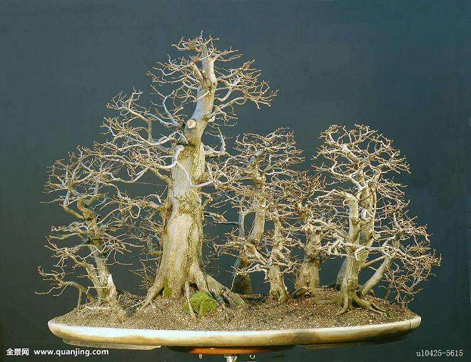 盆景粗枝的扦插技巧