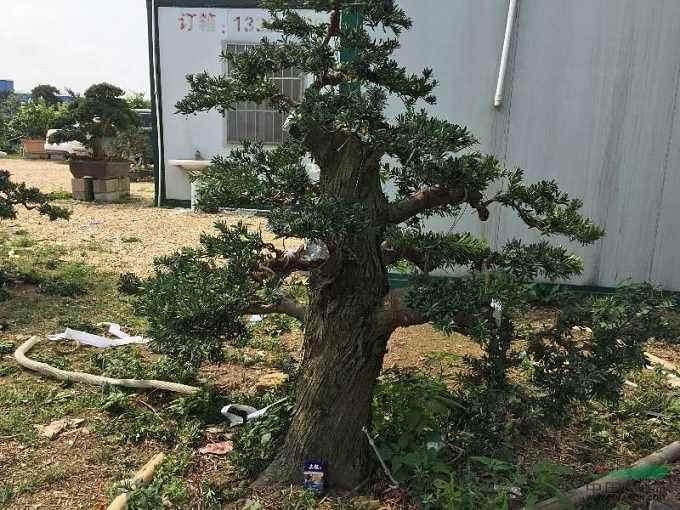 盆景的高压繁殖技巧